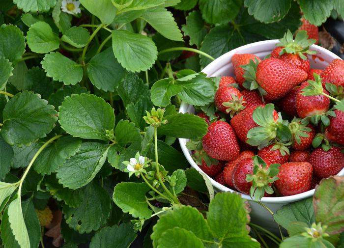 Nutrients: восемь ягод клубники в день могут предотвратить когнитивные нарушения